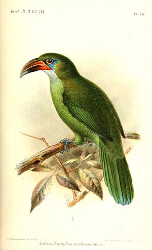 AulacorhamphusErythrognathusKeulemans