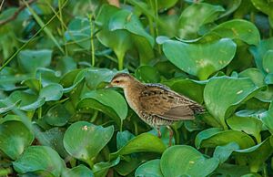 Baillon's Crake - Coimbatore