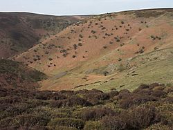 Barrister's Batch - geograph.org.uk - 438236