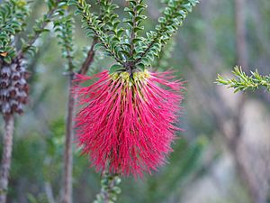 Beaufortia decussata (flowers).JPG