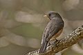 Bhargav Dwaraki KASHMIRI FLYCATCHER2