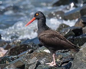 Black Oystercatcher (33653886424)