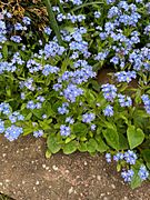 Blue forget-me-nots