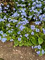 Blue forget-me-nots