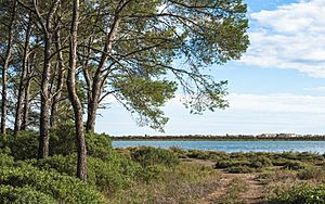 Bois des Aresquiers, Vic-la-Gardiole, Hérault 06