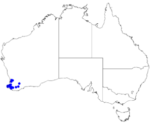 Boronia defoliata DistMap31.png