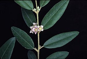 Boronia lanceolata.jpg