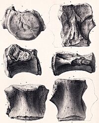 Bothriospondylus.jpg