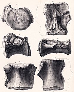 Bothriospondylus