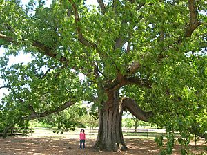 Brearley Oak, Lawrence Township, NJ - May 2013