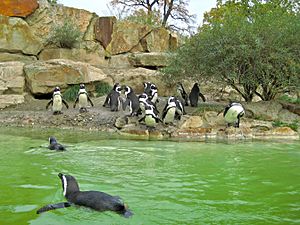 Brillenpinguine Zoo Berlin