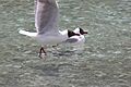 Brown-headed Gull 6