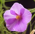 Byblis filifolia flora