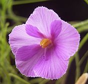 Byblis filifolia flora