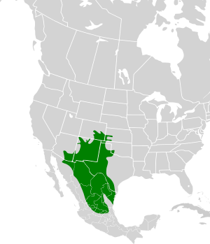 Callipepla squamata map.svg