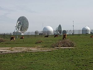 Cattle by GCHQ radio station - geograph.org.uk - 412255.jpg