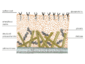 Cell wall structure of Fungi