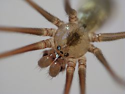 CellarSpider