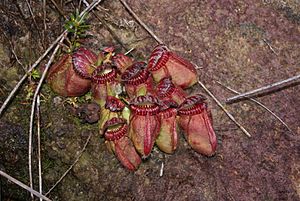 Cephalotus follicularis Hennern 2