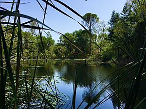 Charco de La Tahona (Almonte)