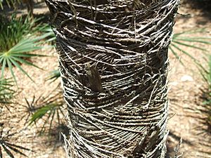 Coccothrinax scoparia leaf sheaths