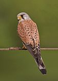 Common kestrel falco tinnunculus.jpg