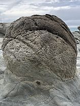 Concretion at Ward Beach