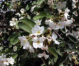 Cordia boisseri flowers.jpg