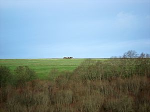 Cows on Hambledon Hill