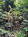 Dendrocnide moroides shrub SF20326