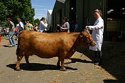 Dexter cow, Three Counties Show