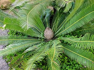 Dioon edule01.jpg