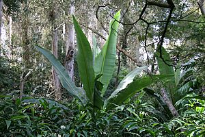 Ensete ventricosum Abyssinian Banana