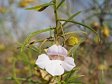 Eremophila spuria (flower detail)