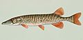 Esox americanus americanus.jpg