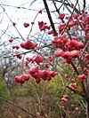 Euonymus atropurpureus fruit.jpg