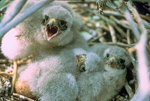 Falco columbarius chicks