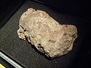 Fatberg at Museum of London