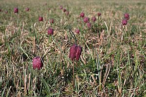 Fritillaria meleagris LJ barje 2017