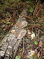 Fungi on fallen Birch Branch - geograph.org.uk - 239255