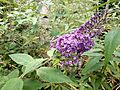 GT Buddleia on mound