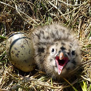 Glaucous-winged gull chick on St. Lazaria Island