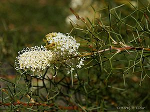 Grevillea leucoclada (9193451754).jpg