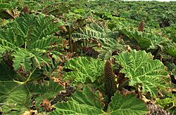 Gunnera Tinctoria flowering Stevage