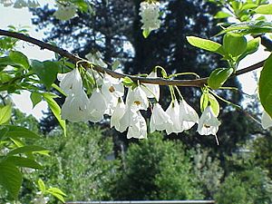 Halesia carolina3.jpg