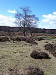 Medieval deer park and other archaeological remains in Sutton Park