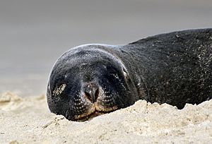 Hookers Sea Lion NZ (9399727836)