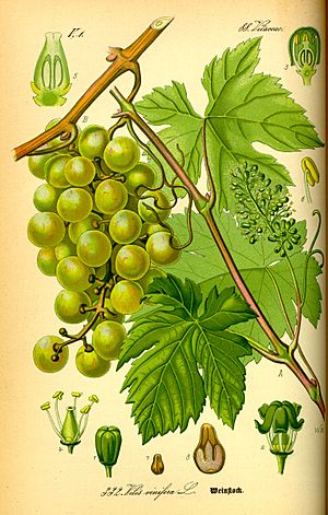 Illustration Vitis vinifera0