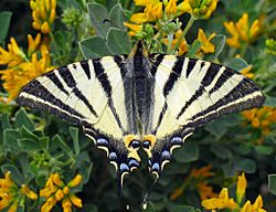 Iphiclides podalirius.jpg