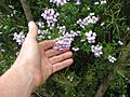 Jovellana violacea (17966578828)